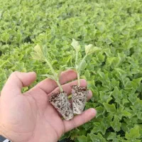 نشا گوجه فلفل بادمجان هندوانه و...