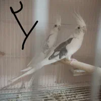 عروس هلندی دوکت البینو دوکت لوتینو زعفرونی|پرنده|مشهد, سیلو|دیوار