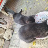 واگذاری بچه گربه.مادرشاباتله گرفتندگرسنه اند|گربه|مبارکه, |دیوار