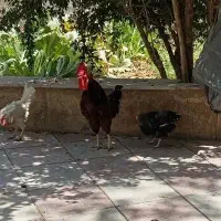 خروس جوان|حیوانات مزرعه|تهران, عباس‌آباد|دیوار