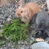 دوعدد خرگوش لپ زیبا