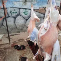 ** گوسفند قلم آبی درجه یک زنده به شرط **