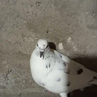 دو عدد کفتر خوب|پرنده|پارسآباد, |دیوار