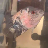 دو تا ماهی فلاور رایگان|ماهی|تبریز, |دیوار