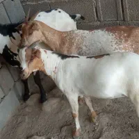فروش چند عدد کهره سومال  ویک صلاله