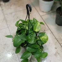 گل وگیاهان آپارتمانی کلبه سبز