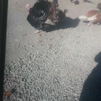 بوقلمون های محلی برنزوبوربون