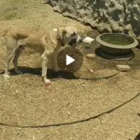 سگ گمشده اطلاع دهید مژدگانی دریافت کنید