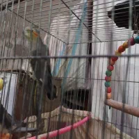 عروس هلندی|پرنده|مشهد, شهید قربانی|دیوار