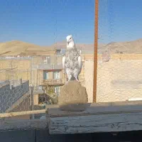 طوق اجری درجه یک