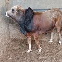 گوساله‌چاق‌‌نر