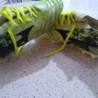 استوک نونونو|کیف، کفش، کمربند|فردیس, ثابتی|دیوار