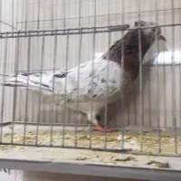 کبوتر سرور ، دوکتی، پرشی ،کله ای