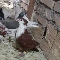 کبوتر.کرباتی سرخ کاکلی کرمونی