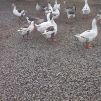 غاز نر|حیوانات مزرعه|کوچصفهان, |دیوار