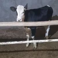 توخت ۷ماهه|حیوانات مزرعه|مشکان, |دیوار