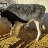 گوساله