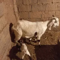 ۲تا بز و۴بزغاله|حیوانات مزرعه|زیرکوه, |دیوار