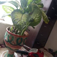 گل طبیعی
