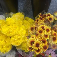 داوودی دسته ای ۵۹تومان درگل وندا