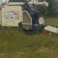 برداشت برنج درو شالی با کمباین