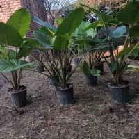 گل بابا آدم|گل و گیاه طبیعی|آمل, |دیوار