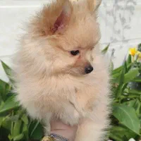 پامرانین خرسی