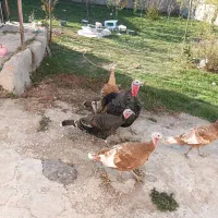 بوقلمون طبیعی|حیوانات مزرعه|اردبیل, |دیوار