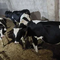 گوساله و بره