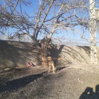 سگ گله عراقی
