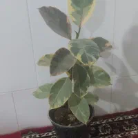 گل و گیاه|گل و گیاه طبیعی|اصفهان, شاهد|دیوار