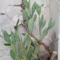 گل کاکتوس