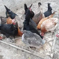 مرغ محلی|حیوانات مزرعه|اهرم, |دیوار