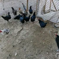 تعداد 15مرغ تخمی