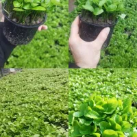 سبزه عید نوروز عالی