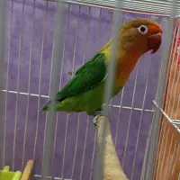 کوتوله نر