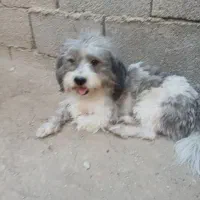 سگ شیتزو نروماده|سگ|آبپخش, |دیوار