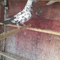 سه عدد کبوتر پرشی گرفتی ماده