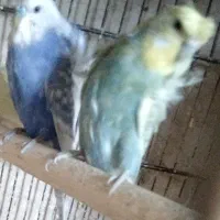 یک جفت مرغ عشق پروانه ای و دو جفت کوتوله برزیلی.|پرنده|نیشابور, ریوند|دیوار