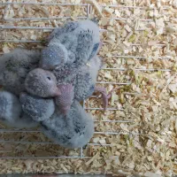 ۵عدد جوجه گرینچیک