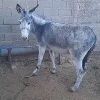 الاغ گوسفندی