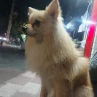 سگ گمشده