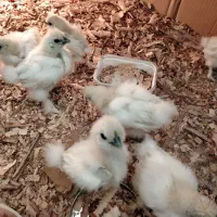 جوجه مرغ ابریشمی زینتی|حیوانات مزرعه|گرگان, |دیوار