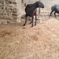 قوچ چینی|حیوانات مزرعه|گنبد کاووس, |دیوار