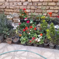 گلدان شمعدانی