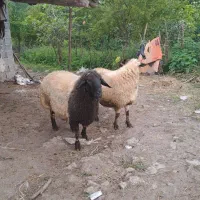 دوعددگوسفندنرنژاددارسنگین‌وزن