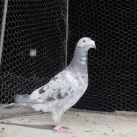 کبوتر|پرنده|بیرجند, |دیوار
