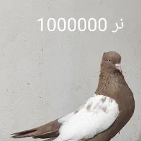 کبوتر آلمانی و رنگی همه پرشی|پرنده|گنبد کاووس, |دیوار