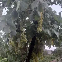 فروش یک جیریب  باغ  انگوری درجه یک|فروش خانه و ویلا|ملایر, |دیوار