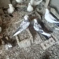 کفتر دمبی همه رنگ